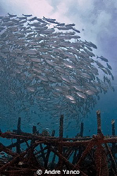 School of Jack Fish on an artificial reef... Nikon D70s w... by Andre Yanco 